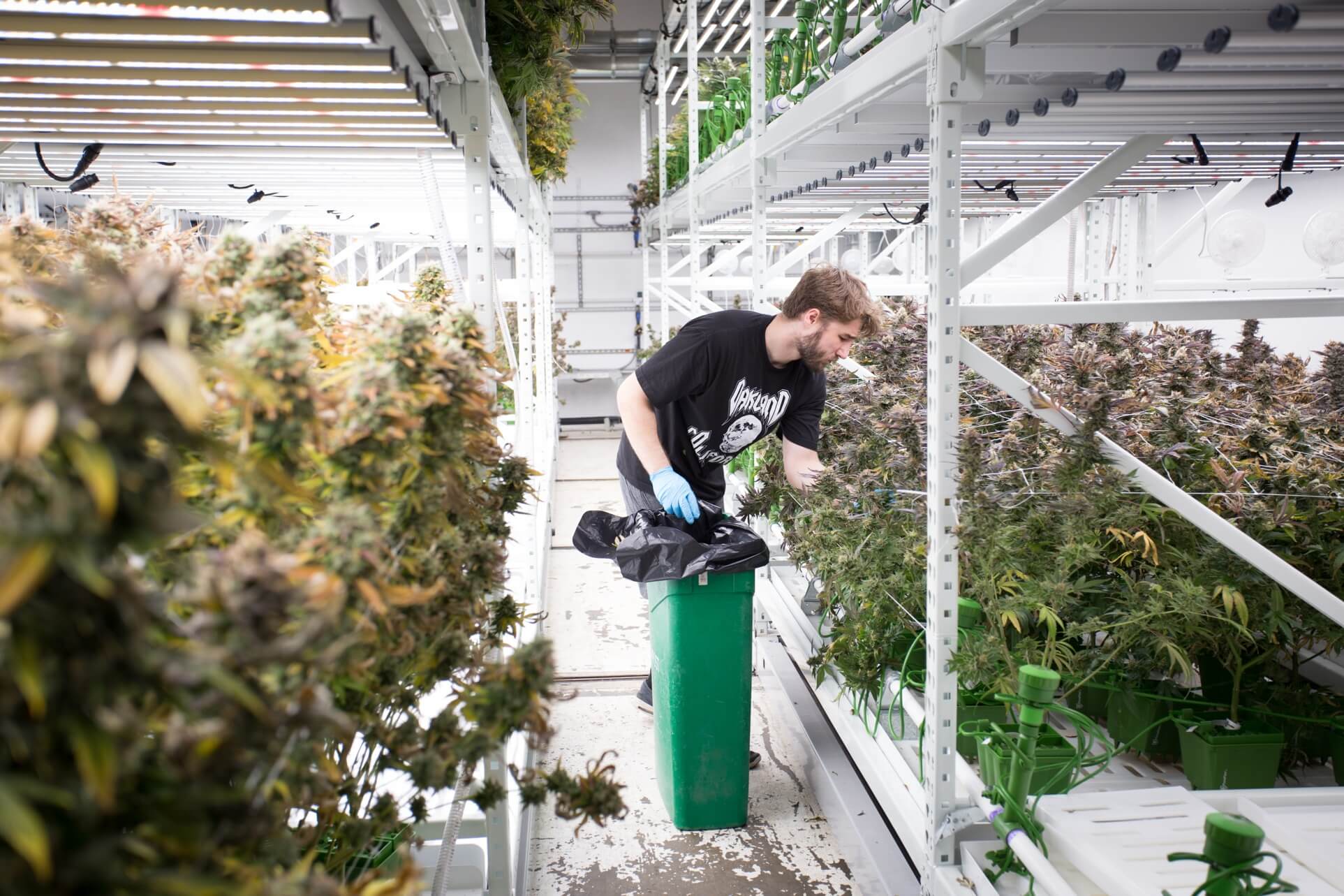 Cannabis Vertical Growing Rack 2